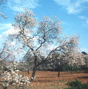 Mandelbaum im Februar