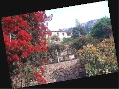 Bougainvilleen in Dei